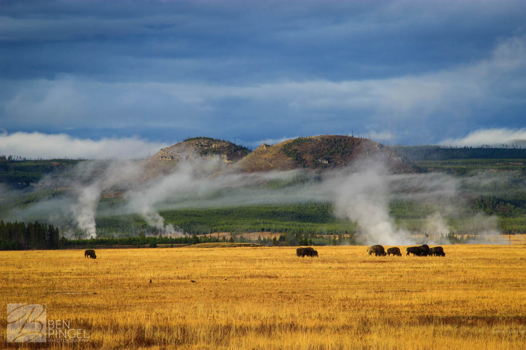 Bison in A Field