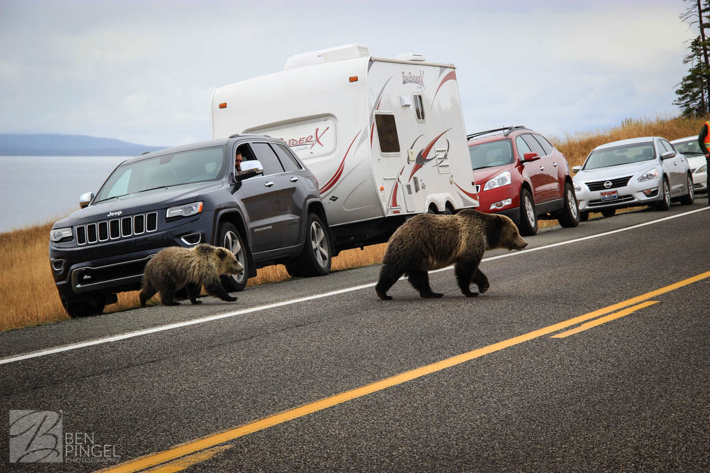 Bears in the Road